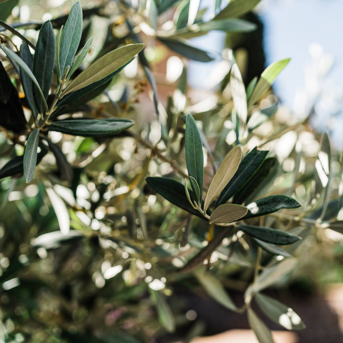 SER Viajeros visita la Casa del Belén de Puente Tocinos y recorre los olivos milenarios de Abanilla