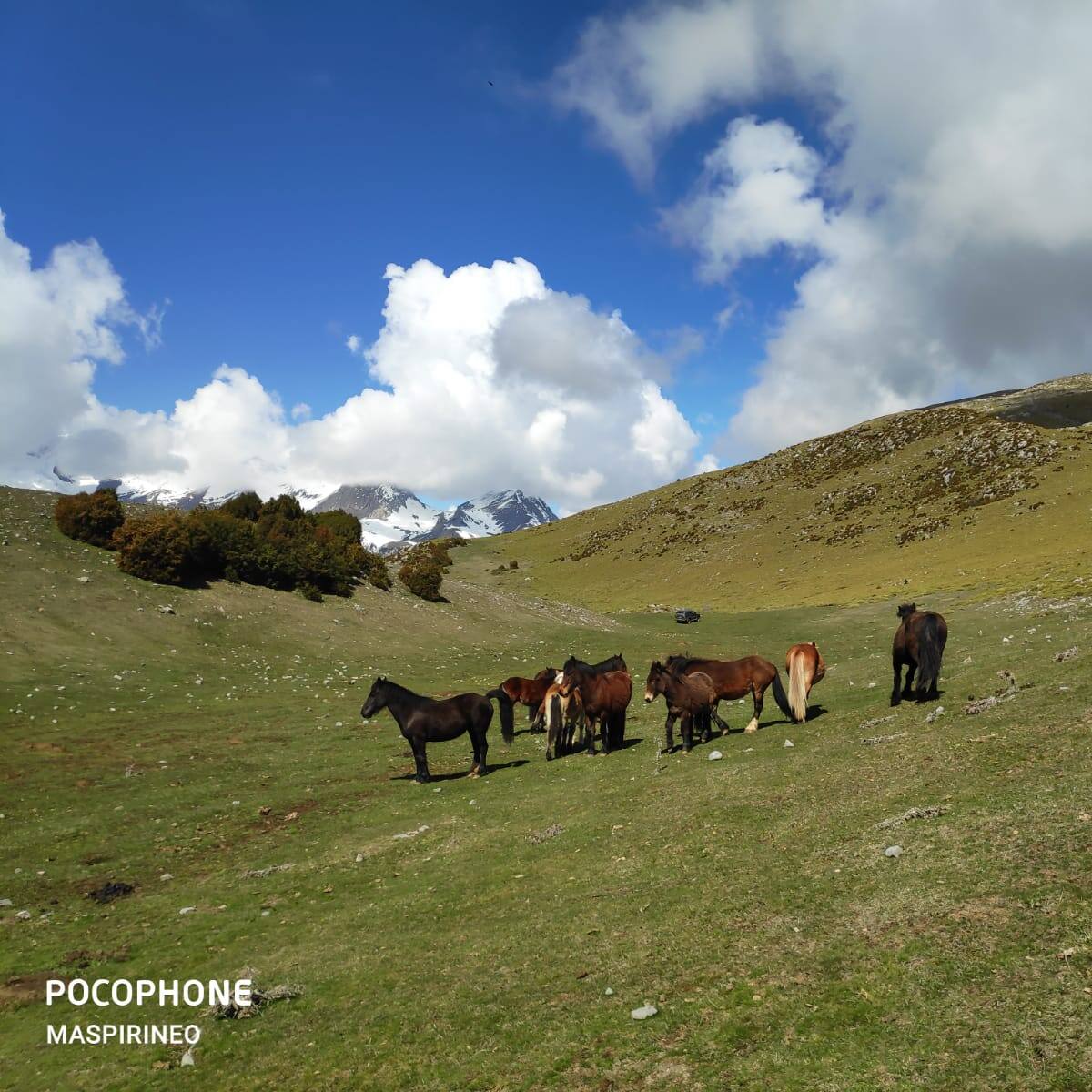 Los ganaderos de Chía devuelven al monte de Plan una yeguada salvaje