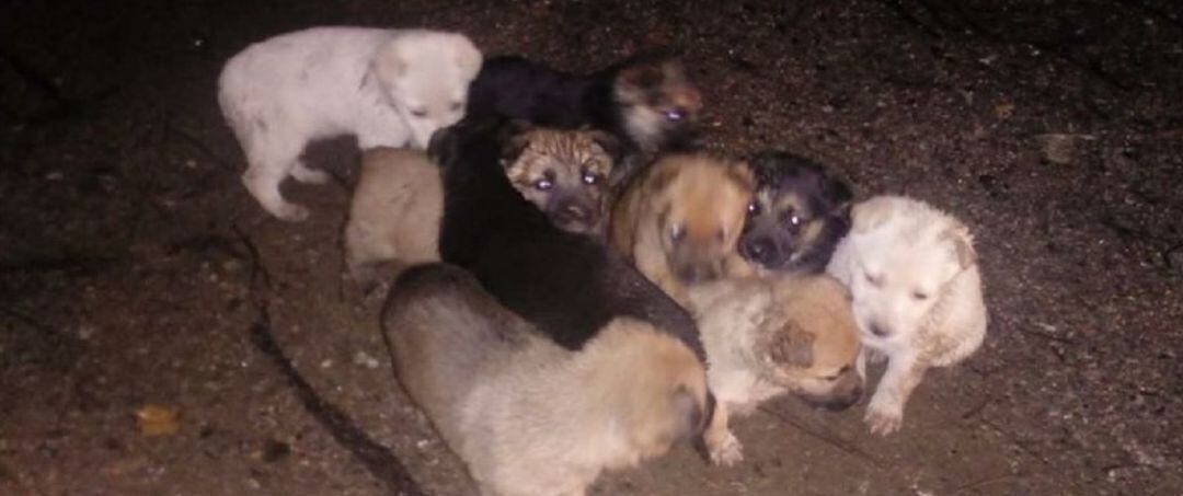 Cachorros abandonados en Culleredo