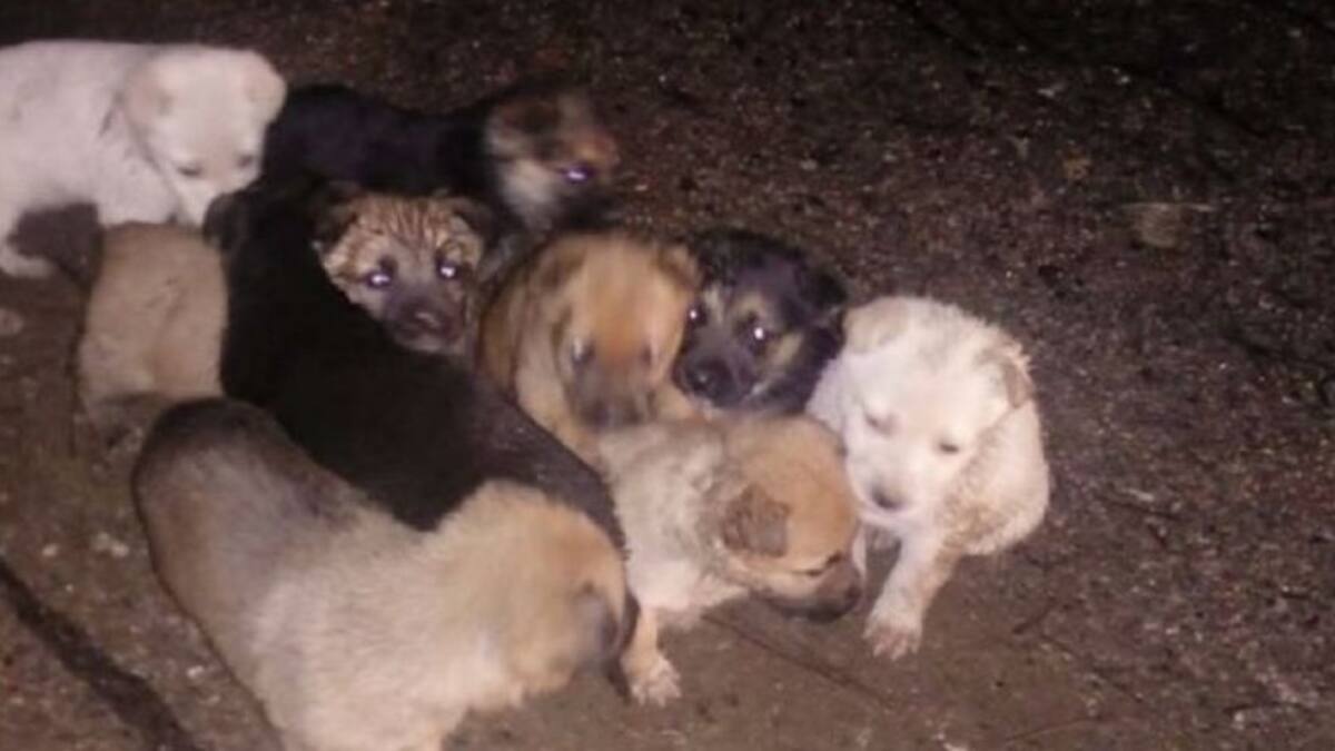 Abandonan 9 cachorros en un monte de la comarca de A Coruña