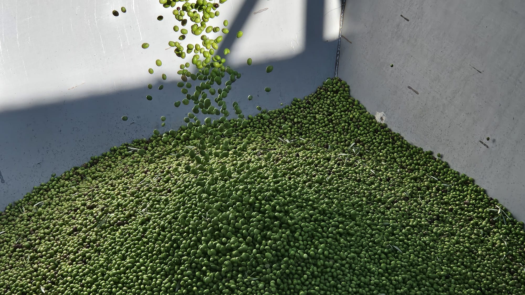 Cooperativa de aceite