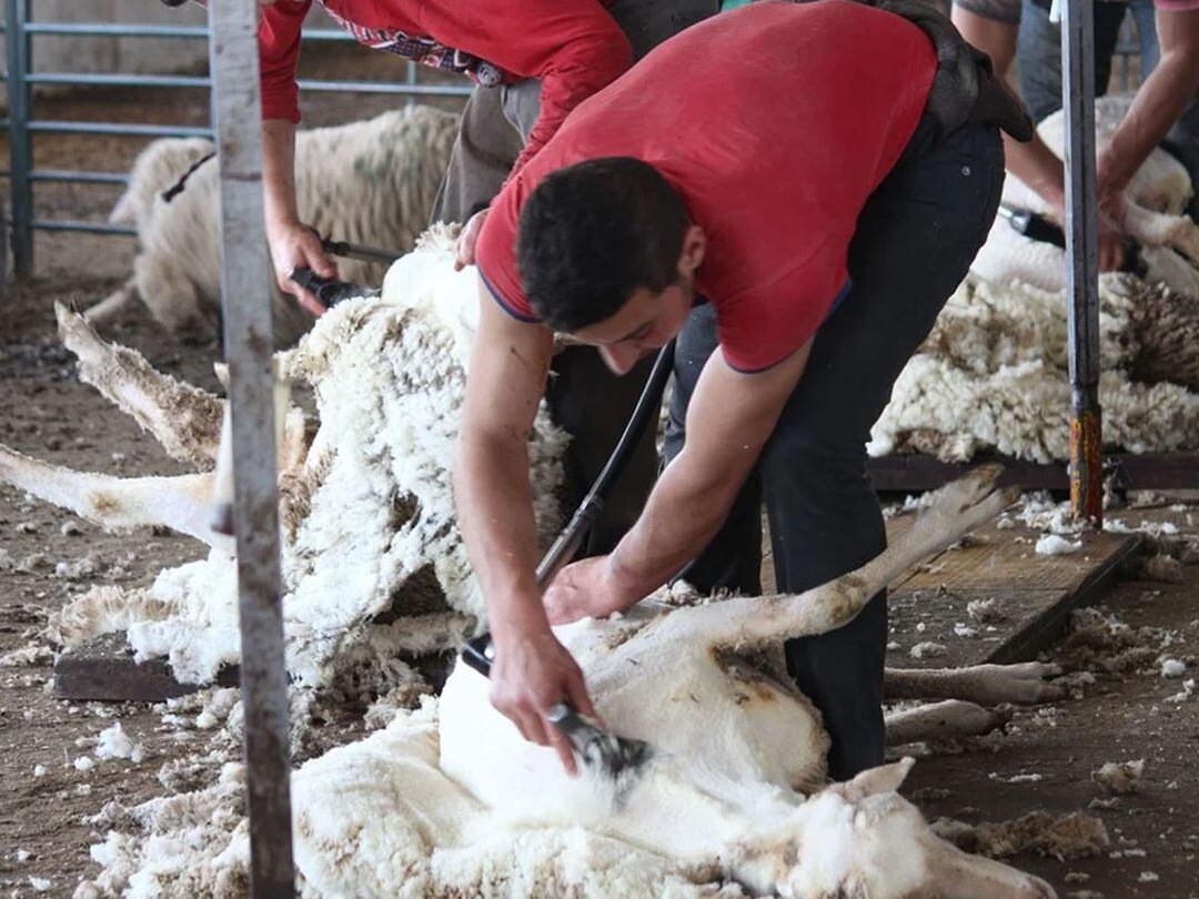 Un esquilador realizando su trabajo