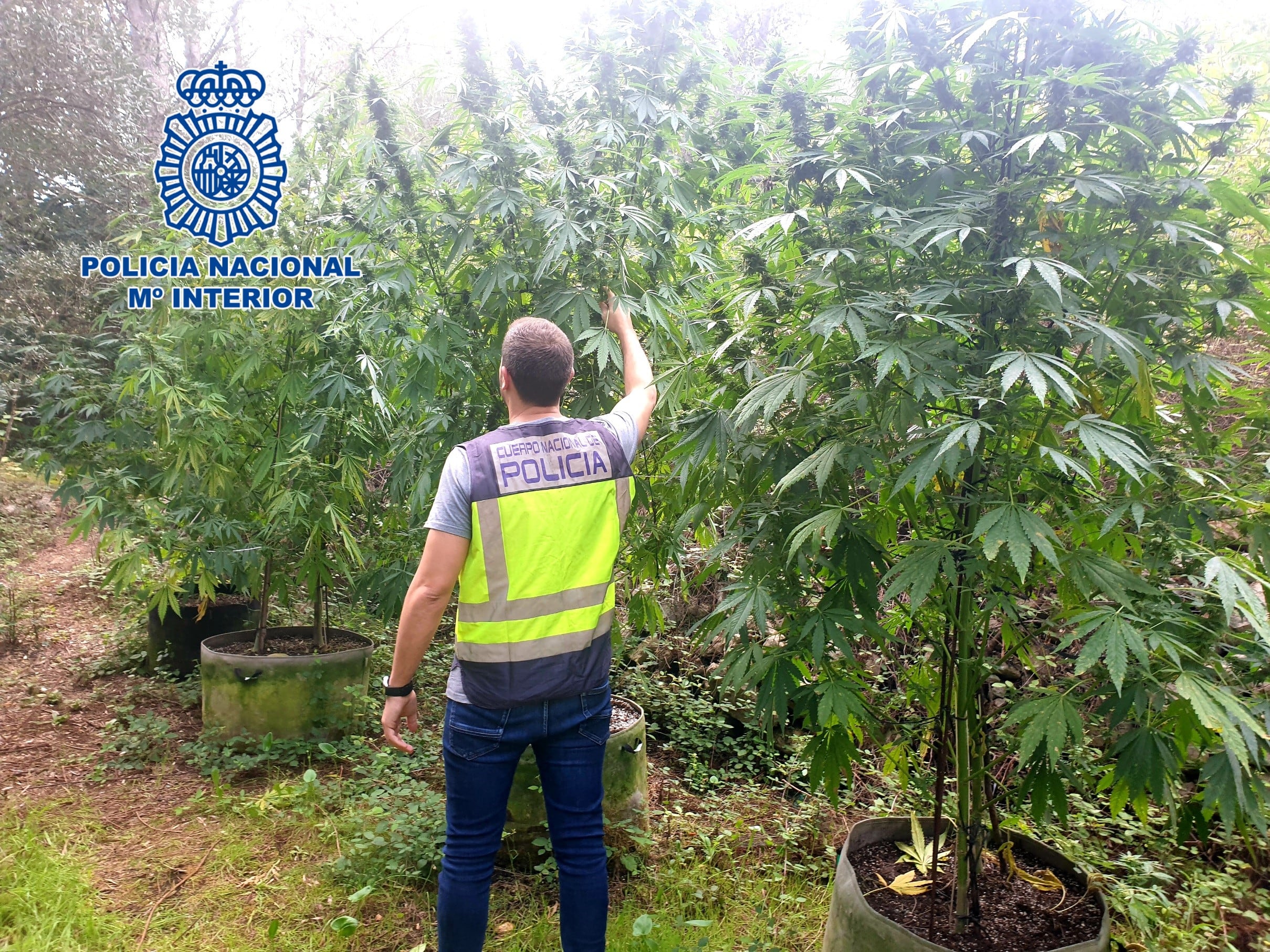 Imagen de la plantación de marihuana desmantelada por la Policía Nacional.