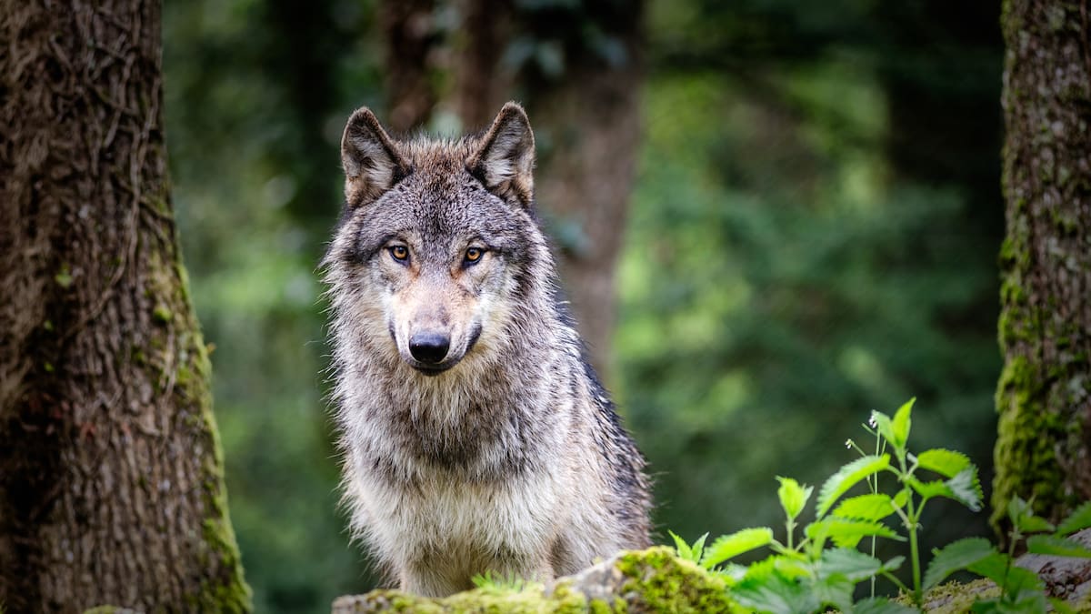 El Supremo valida cazar al lobo sólo si es la única solución para evitar daños al ganado