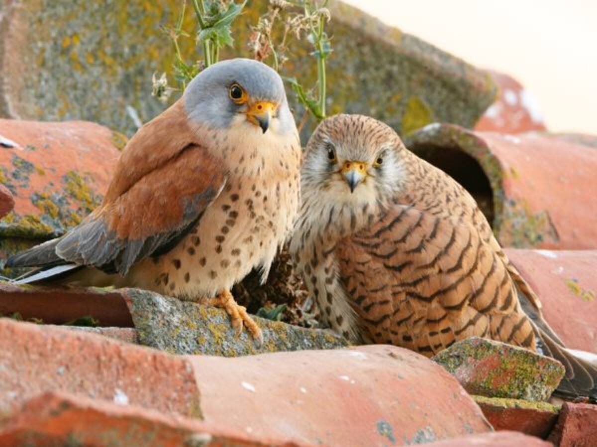Poner el objetivo en la naturaleza