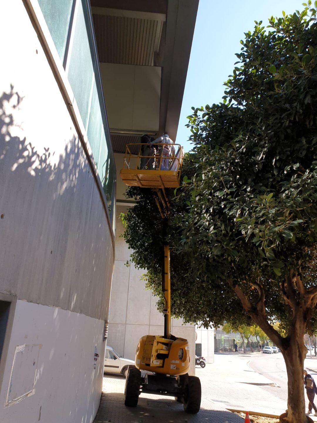 Operarios municipales trabajando en la instalación de la nueva luminaria