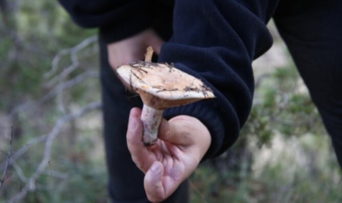 Un recolector enseña una seta recién cogida