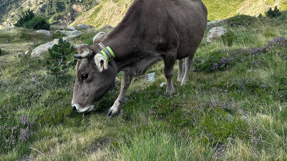 Entrevista a Rubén Blanco, socio Cofundador de Digitalanimal, una startup que ha creado una tecnología única que permite monitorizar a los animales en tiempo real mediante dispositivos conectados a Internet
