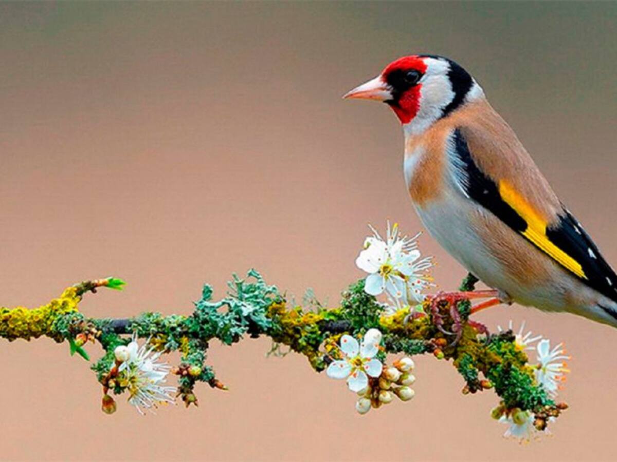 El Ayuntamiento de Canet lo Roig anula la "escola infantil del parany"