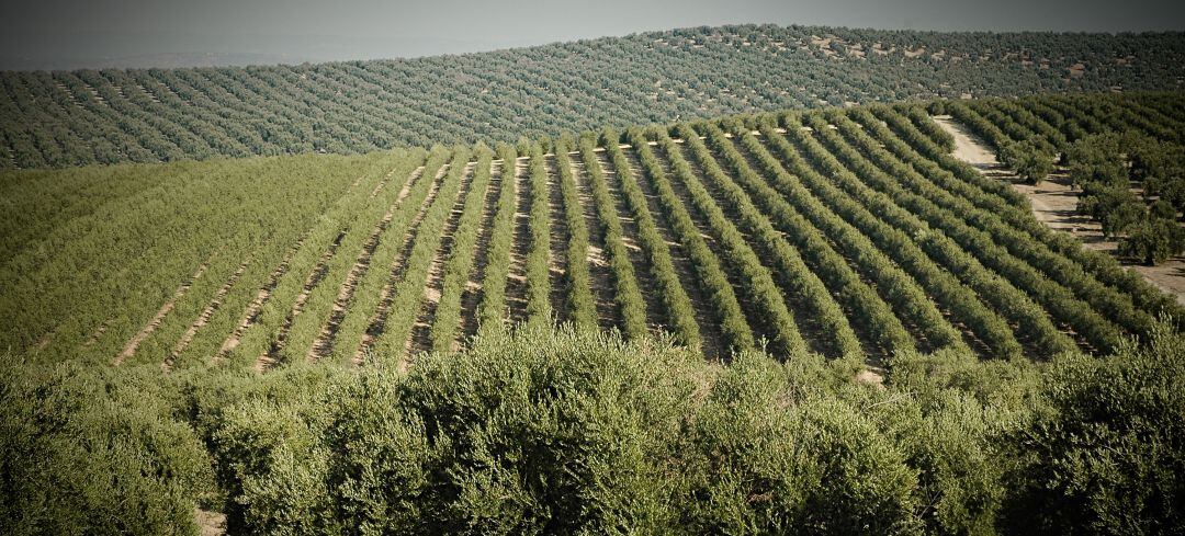 Olivar de la provincia de Jaén.