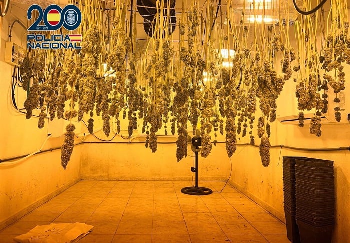 Plantación desmantelada por la Policía