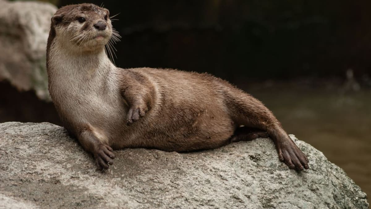 Los mustélidos acuáticosEs