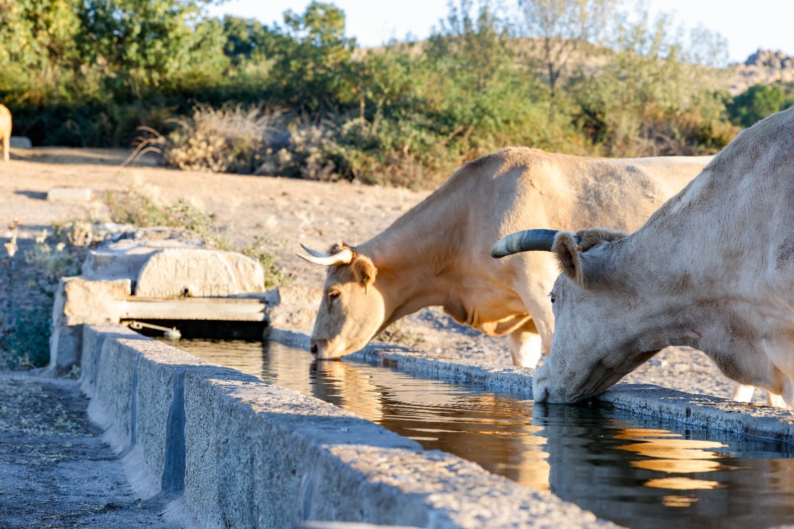 Pilones en la Dehesa de Navalvillar de Colmenar Viejo