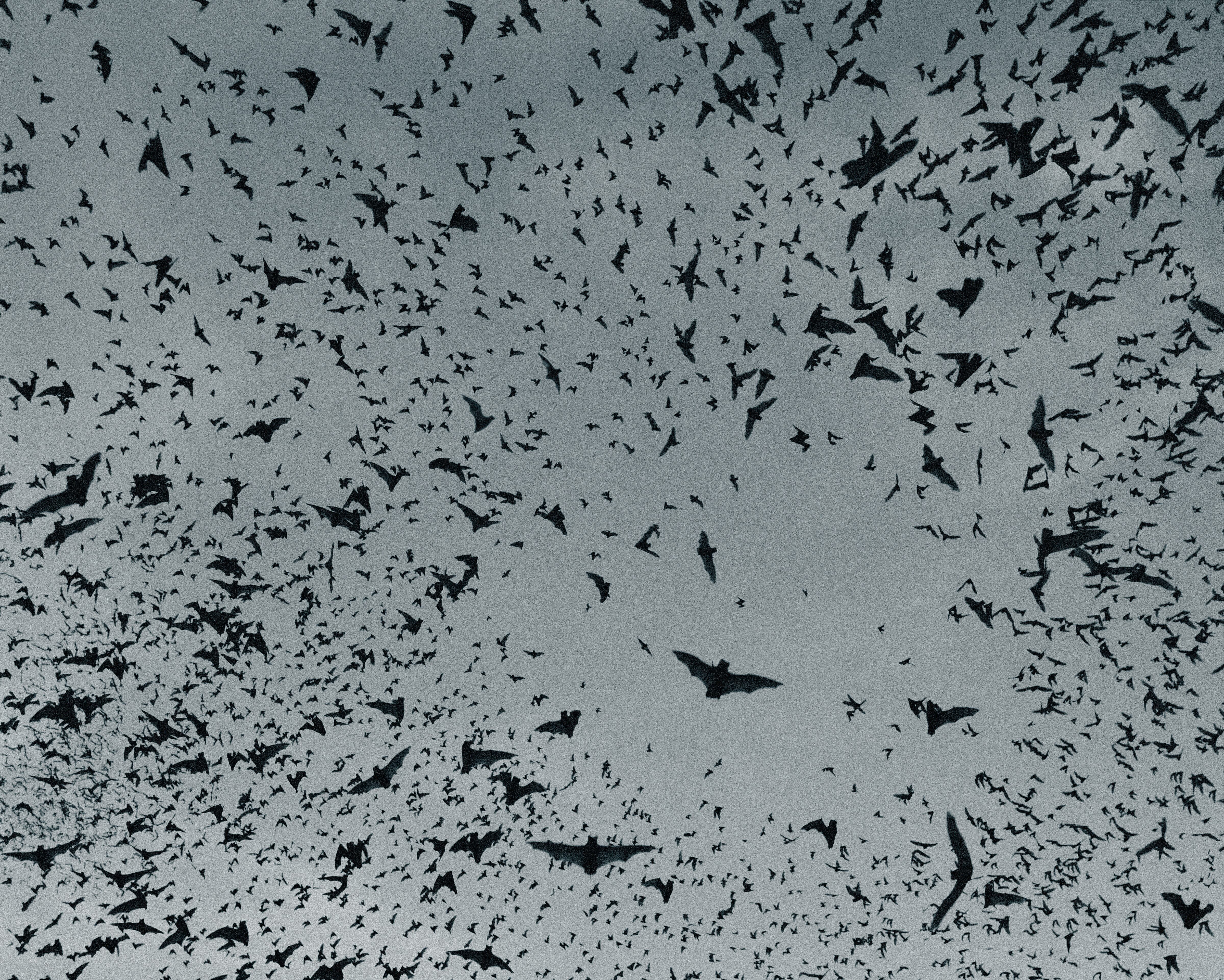 Un grupo de murciélagos volando, vistos desde abajo.