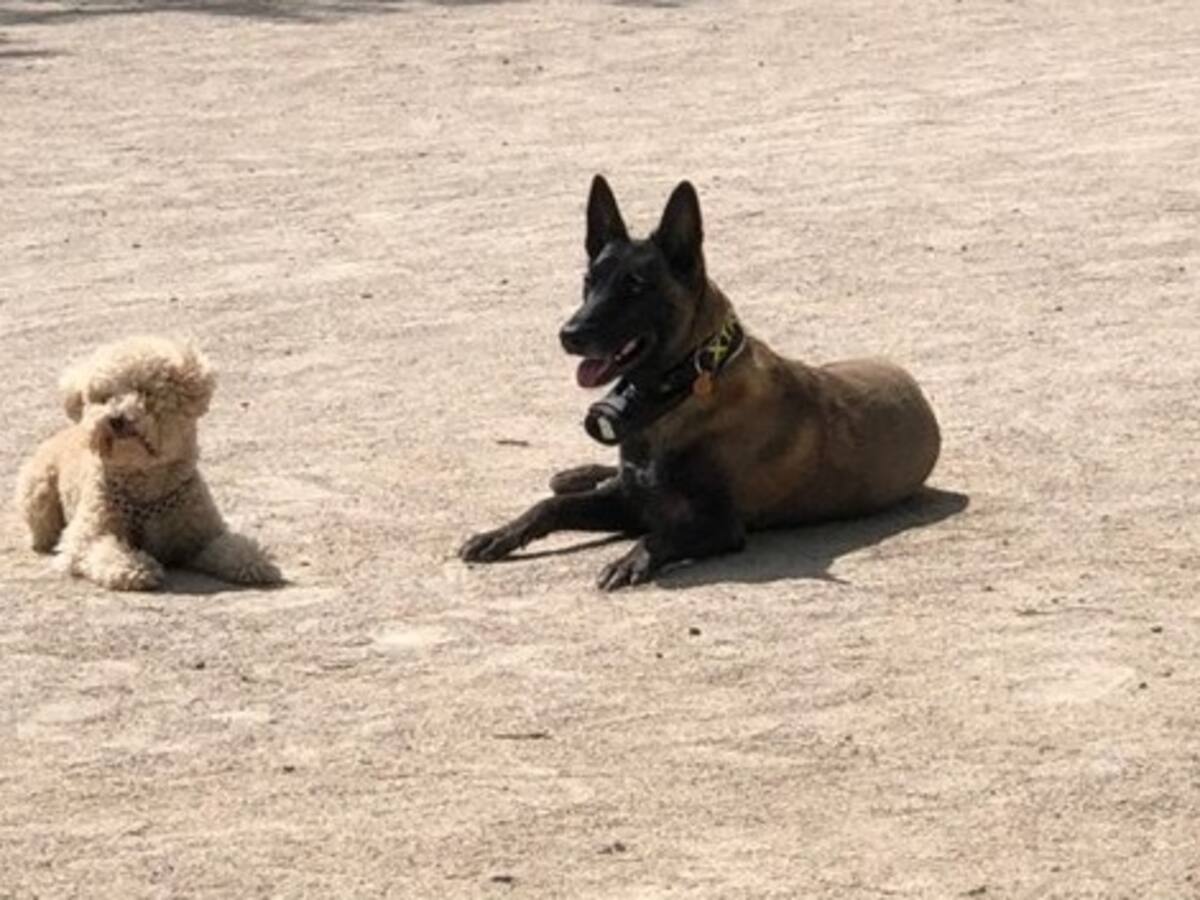 ¿Sabes lo que te va a costar el seguro de tu perro? ¿Y si te pueden multar por darle de comer a un gato callejero?