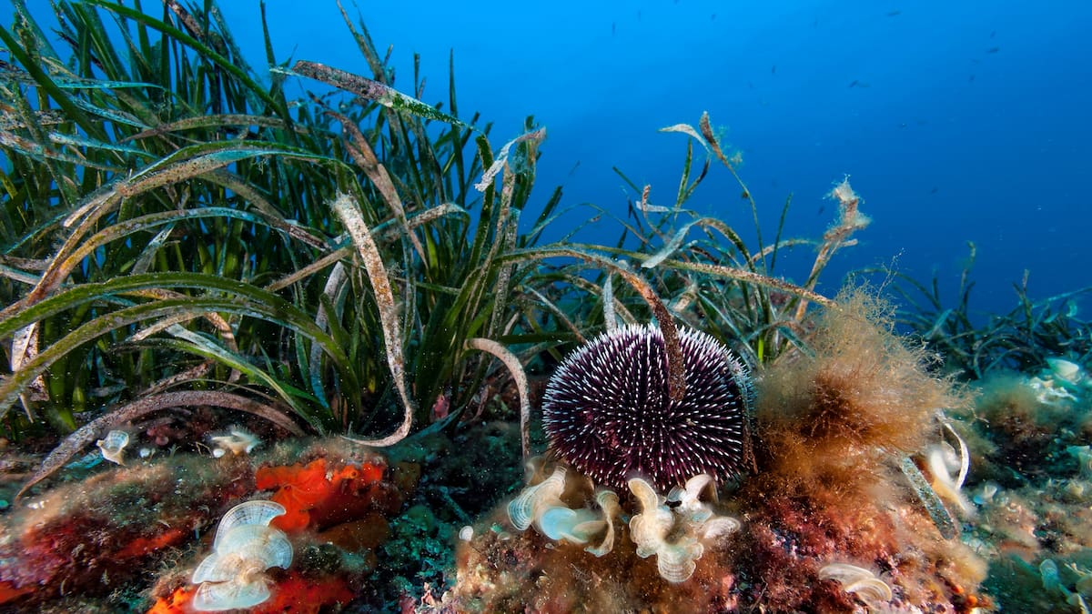 La Columna de Carlos Arcaya: «Posidonia: los bosques del mar»
