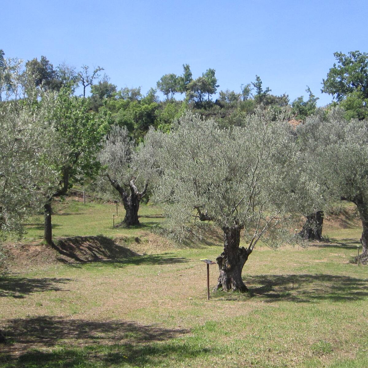 Las 19 variedades de olivas es una fortaleza del Somontano para obtener la D.O. del aceite