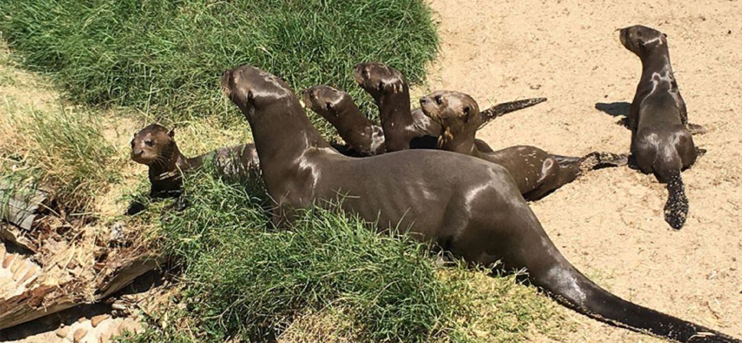 Las nutrias son algunos de los animales que podemos visitar en el zoo madrileño