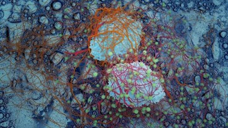 Arkaitz Carracedo es uno de los científicos que ha participado en la investigación