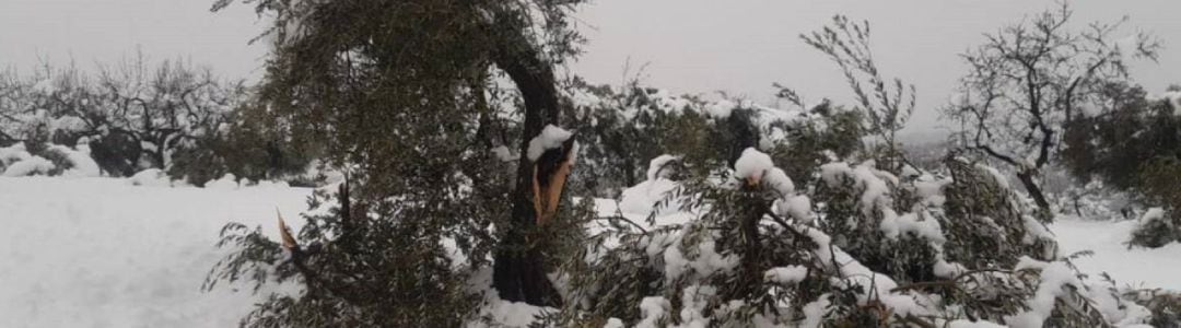 Olivo partido por la acumulación de nieve