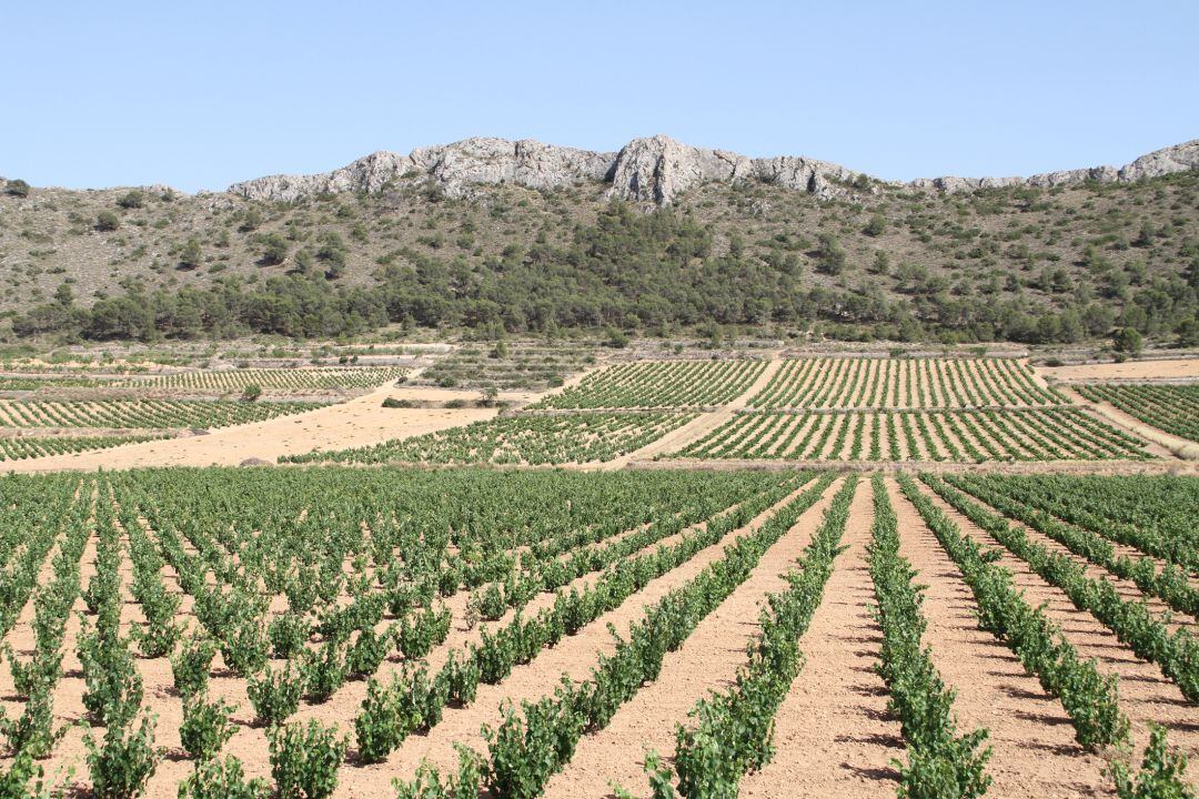 La Región de Murcia es el de las comunidades menos afectadas porque viven más del sector primario y depende menos del turismo