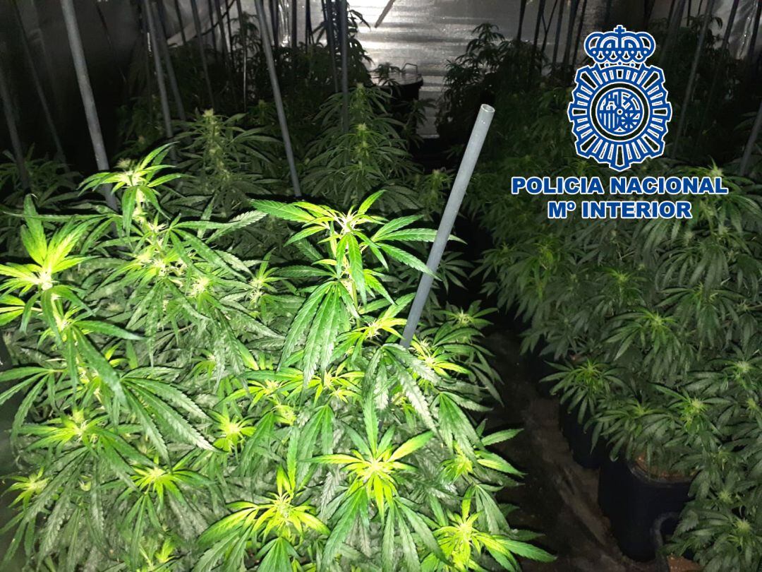 Una de las plantaciones de marihuana interceptada por la Policía Nacional
