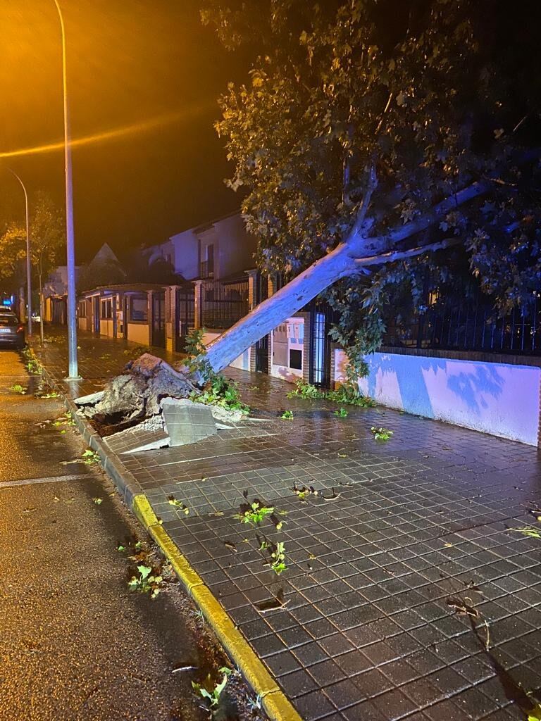 Árbol caído sobre una vivienda en Ciudad Real a causa del temporal Aline