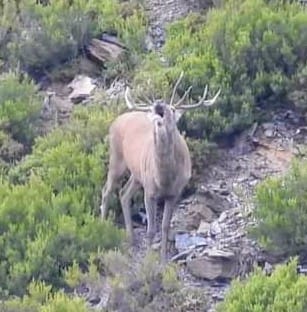 Imagen captada en el momento de la berrea