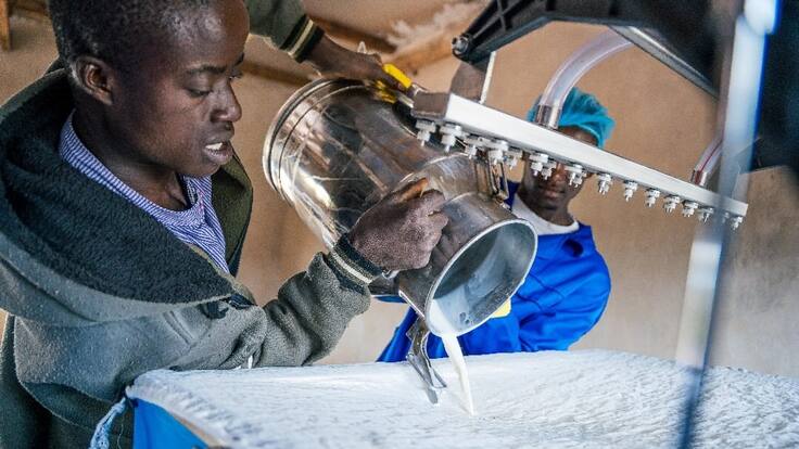 Una estación satélite en Zambia para que 38 ganaderos tengan acceso a los mercados oficiales de recolección de leche