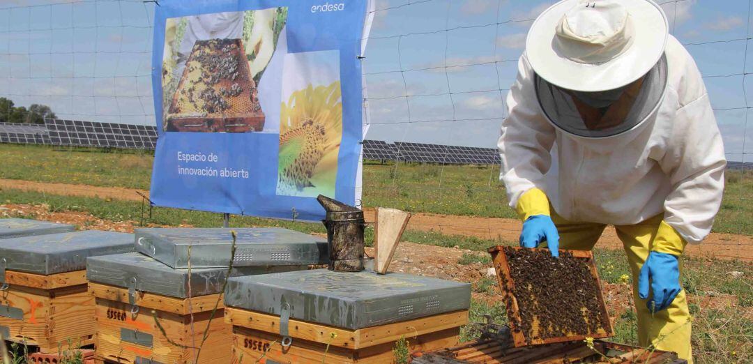 Apicultor en las instalaciones de Endesa en Carmona