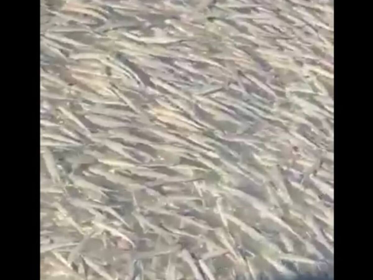 Viraliza un vídeo sobre el Mar Menor grabado en Los Alcázares