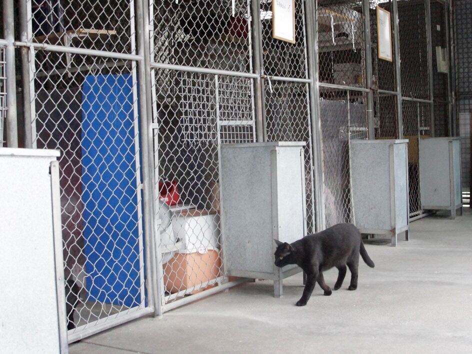 Un gat al centre d&#039;acollida.