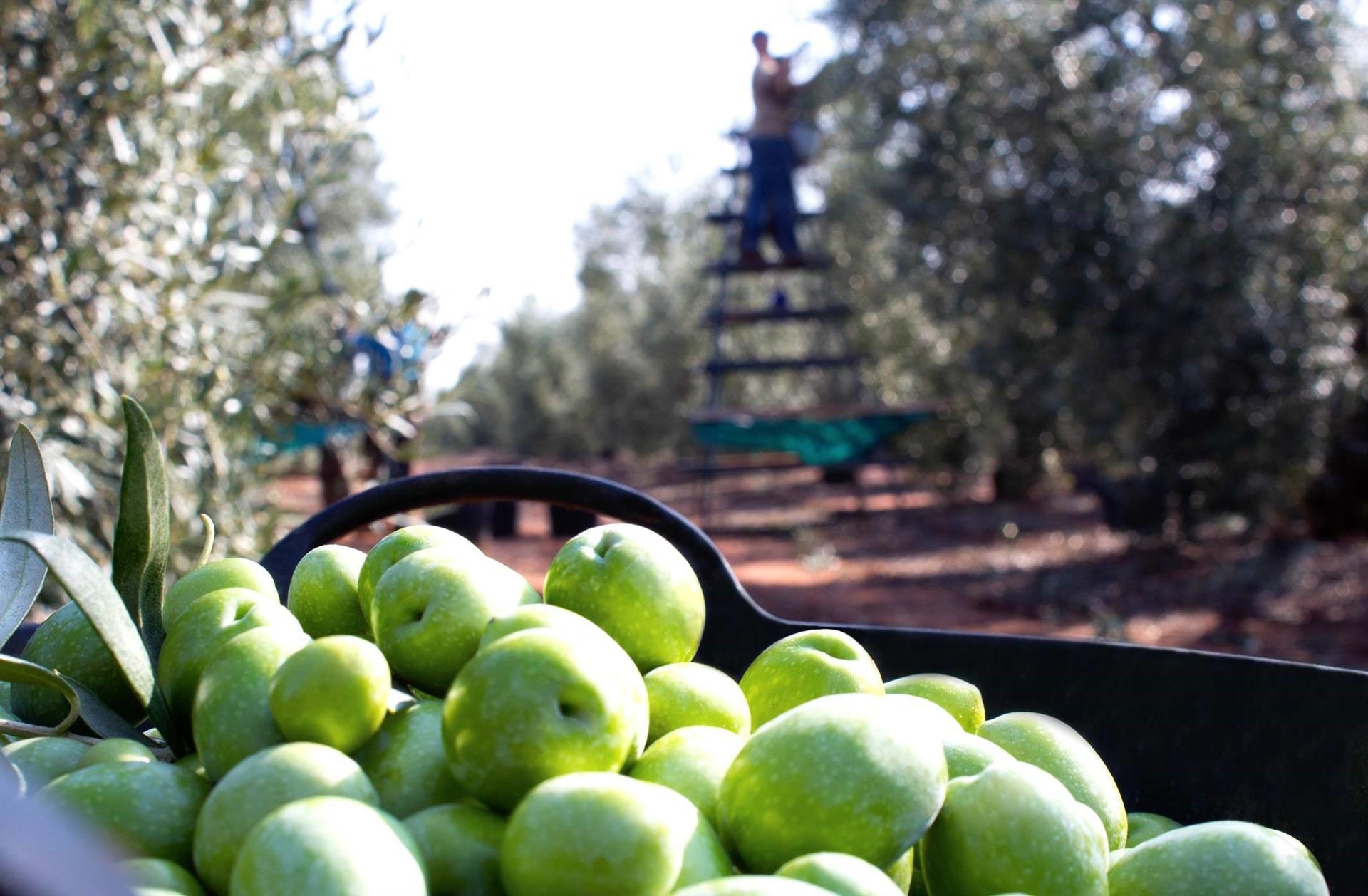 Imagen de recurso de aceitunas/ Consejo regulador de las IGP aceitunas