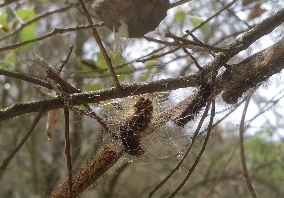 Un exemplar d&#039;eruga peluda del suro.