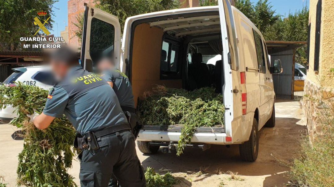 Agentes de la Guardia Civil aprehendiendo las plantas de marihuana