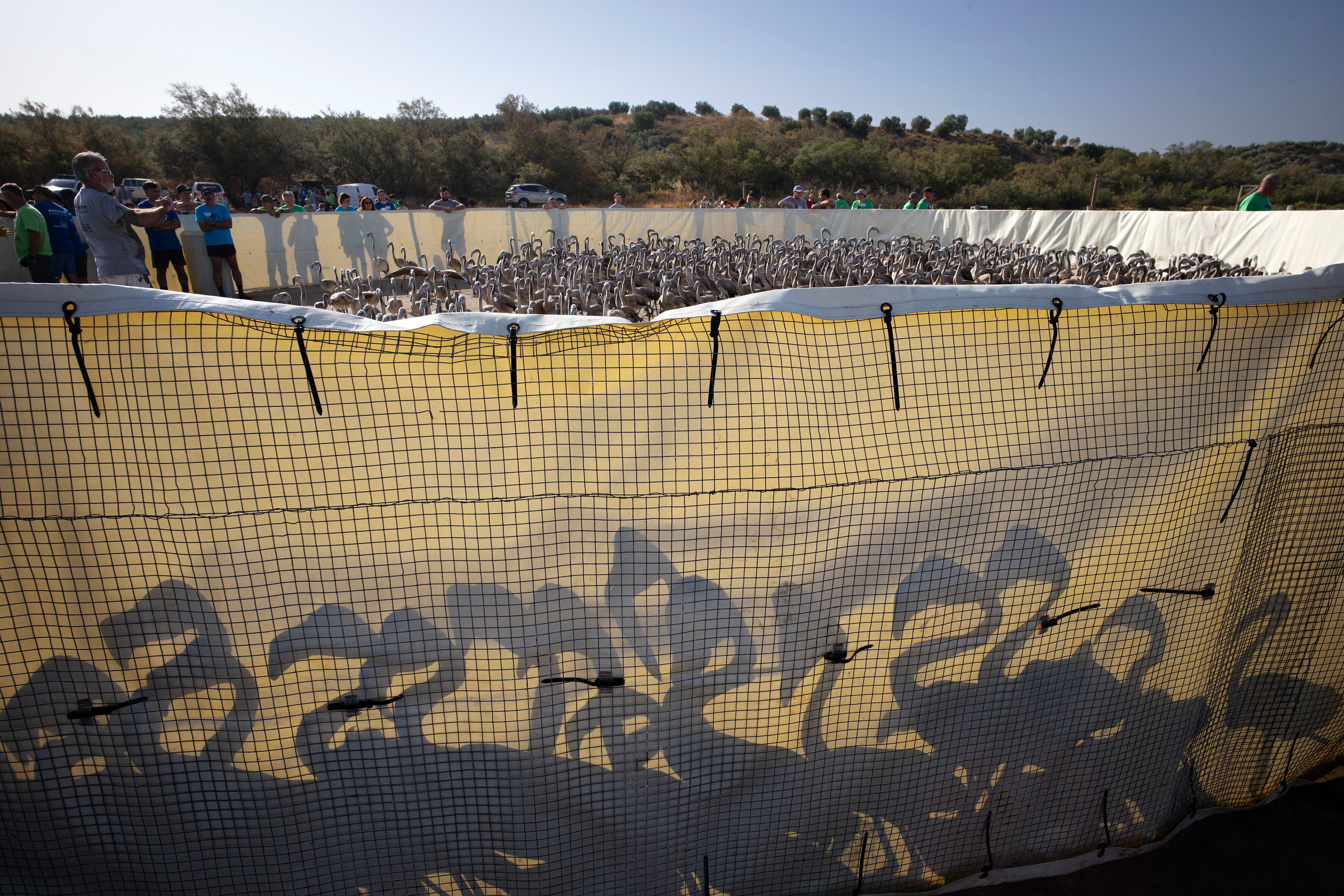 FUENTE DE PIEDRA (MÁLAGA), 09/08/2025.- Jornada de anillamiento de pollos de flamencos en la laguna Fuente de Piedra (Málaga), este sábado. EFE/Jorge Zapata
