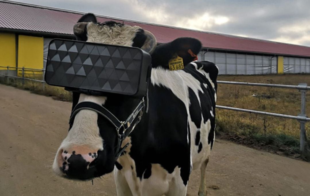 Una vaca con las gafas de realidad virtual.