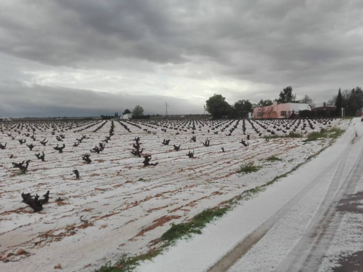 Las últimas tormentas echan a perder importantes cultivos de viñedo, cereal y leguminosas