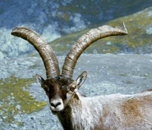 Ejemplar de cabra montés en Gredos