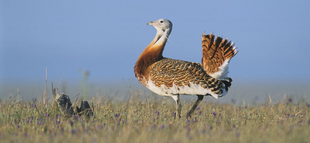 La avutarda es una de las especies más comunes en los secanos de Valdemoro y Torrejón de Velasco