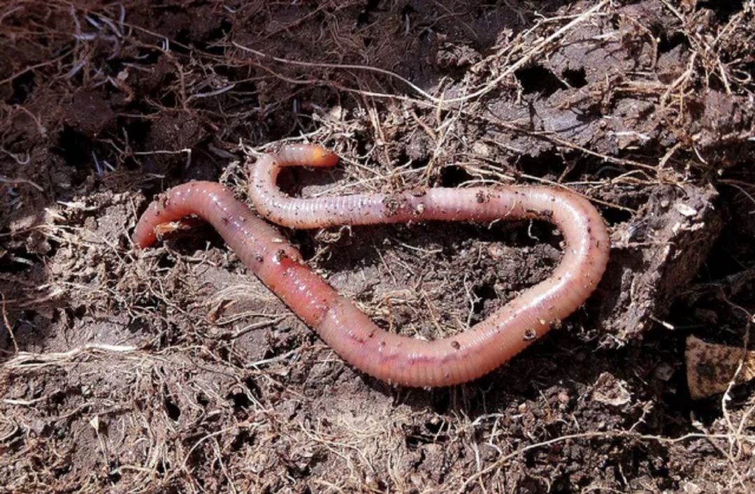 El compost de lombriz que trabaja esta empresa de Roa