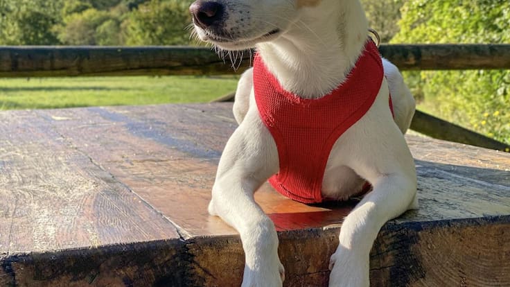 Pablo Muñoz Gabilondo, dueño de Pipper