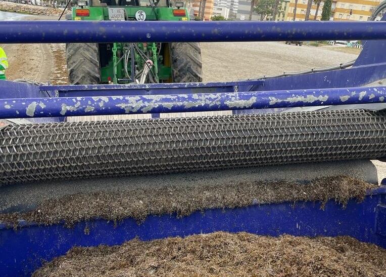 Limpieza de algas en La Línea