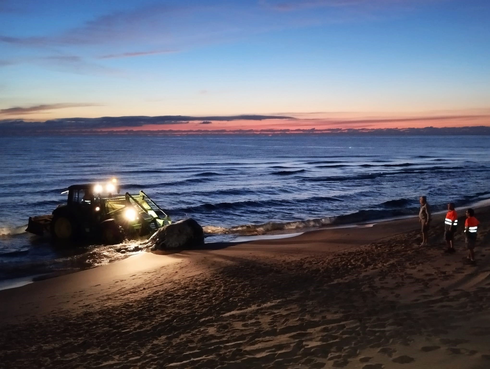 Una pala retira los restos del cetáceo de la playa de Piles.