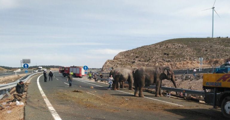 El camión accidentado iba cargado de elefantes