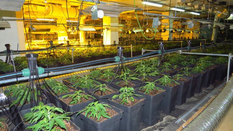 La plantació estava a l'altell d'una planta baixa d'un bloc de pisos