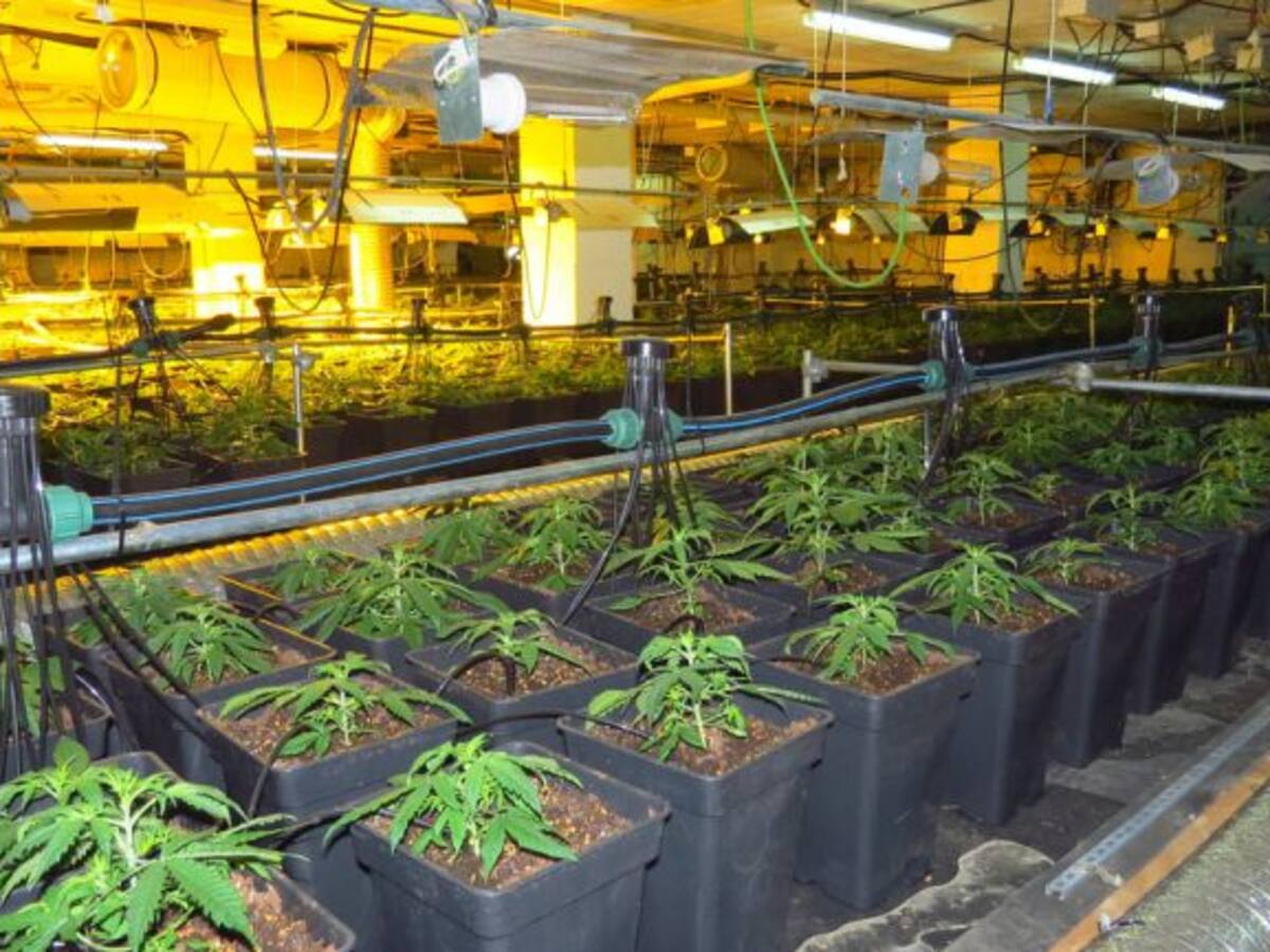 L'escalfor delata una macroplantació de marihuana al nucli urbà de Blanes