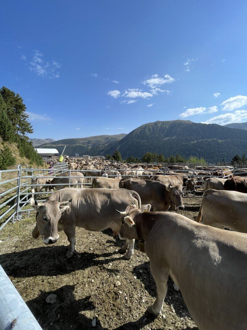 Una vacada de Canillo aquest estiu passant una revisió de sanejament.