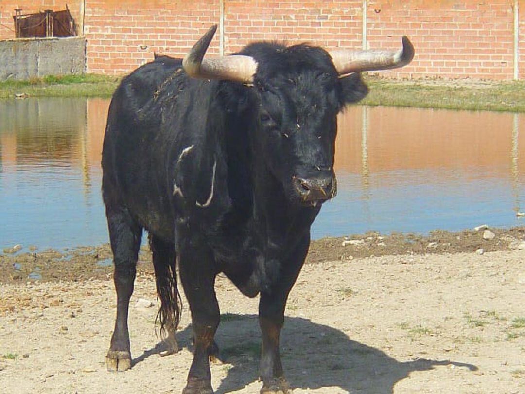 Balandro será el sábado el protagonista del Toro del Sarmiento en La Seca