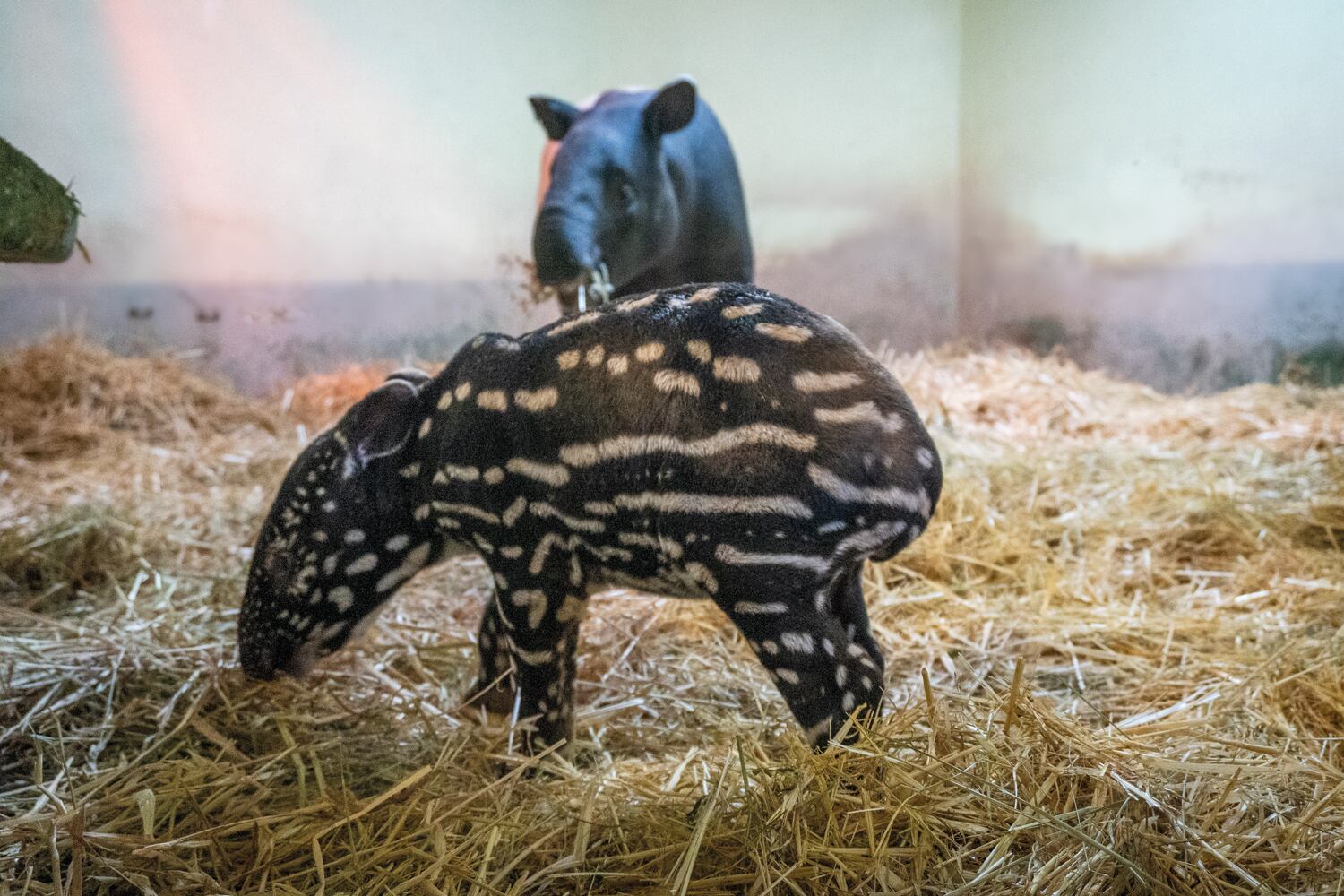 Bioparc Fuengirola marca un hito en la conservación: nace la primera cría de tapir malayo en España